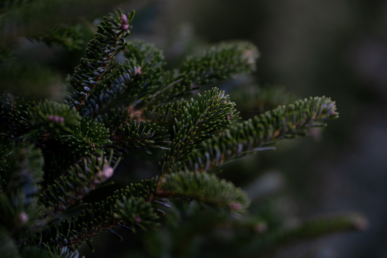 douglas fir, tree, christmas tree